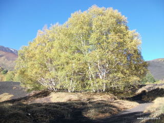 Monti_Sartorius - 01-11-2012 09-47-26.JPG